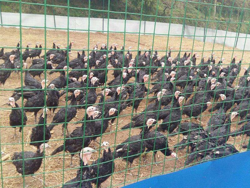 太原養(yǎng)殖圍欄網(wǎng)